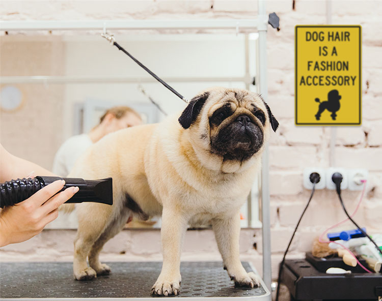 Dog at Pet Spa. A plaque on the wall reads, Dog hair is a fashion accessory