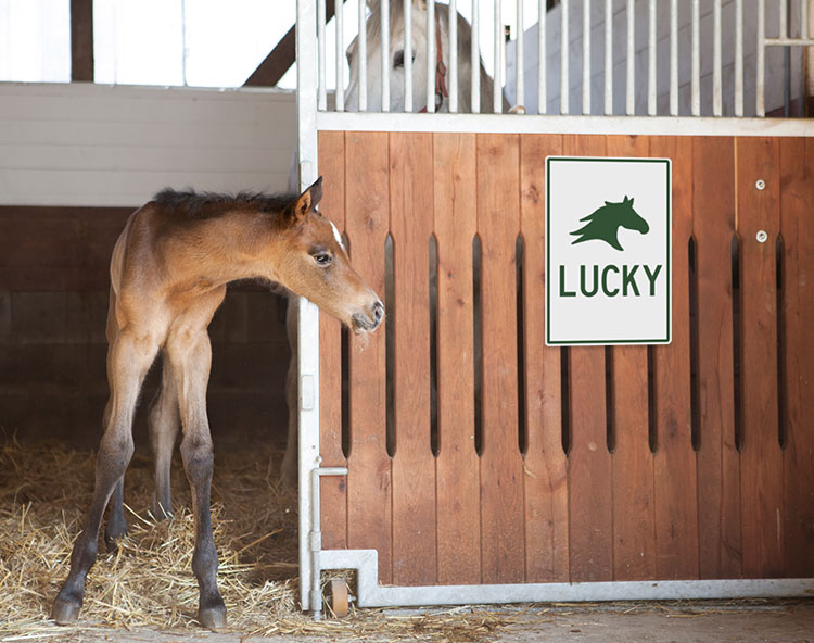 The foal peeks out from behind the stall door with a 'Lucky' plaque hanging on the door.